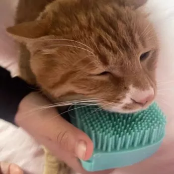 Brosse pour chien | DogBrush™ 45 Image #1 à partir de Fabien