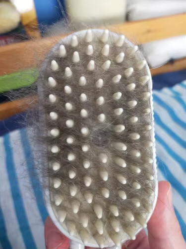 Brosse à chat | brosse à vapeur pour chat 20 Image #1 à partir de Bertrand