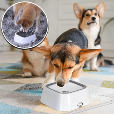 gamelle pour chien -un chien de petite taille boit de l'eau