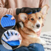 gant de toilettage chien brun et blanc avec son proprietaire