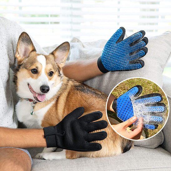gant de toilettage - chien brun et blanc avec son propriétaire