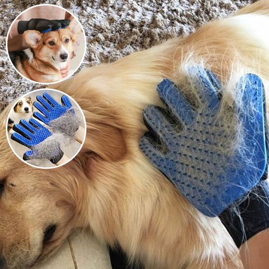 gant de toilettage - chien brun