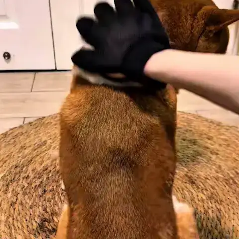 gant de toilettage démontration