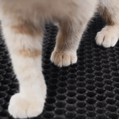 tapis chat litiere transforme votre relation avec votre felin